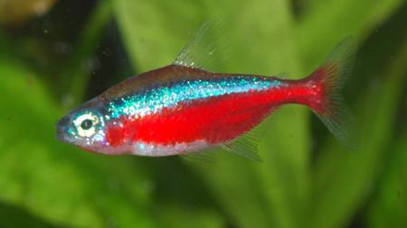 Neon Tetra
