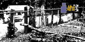 Plunge I AM the vine